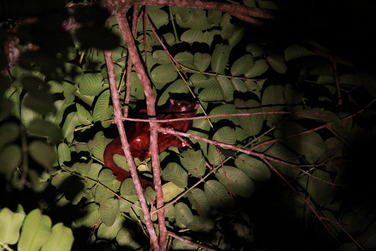 Identification help needed