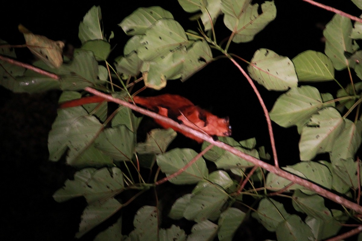 Identification help needed