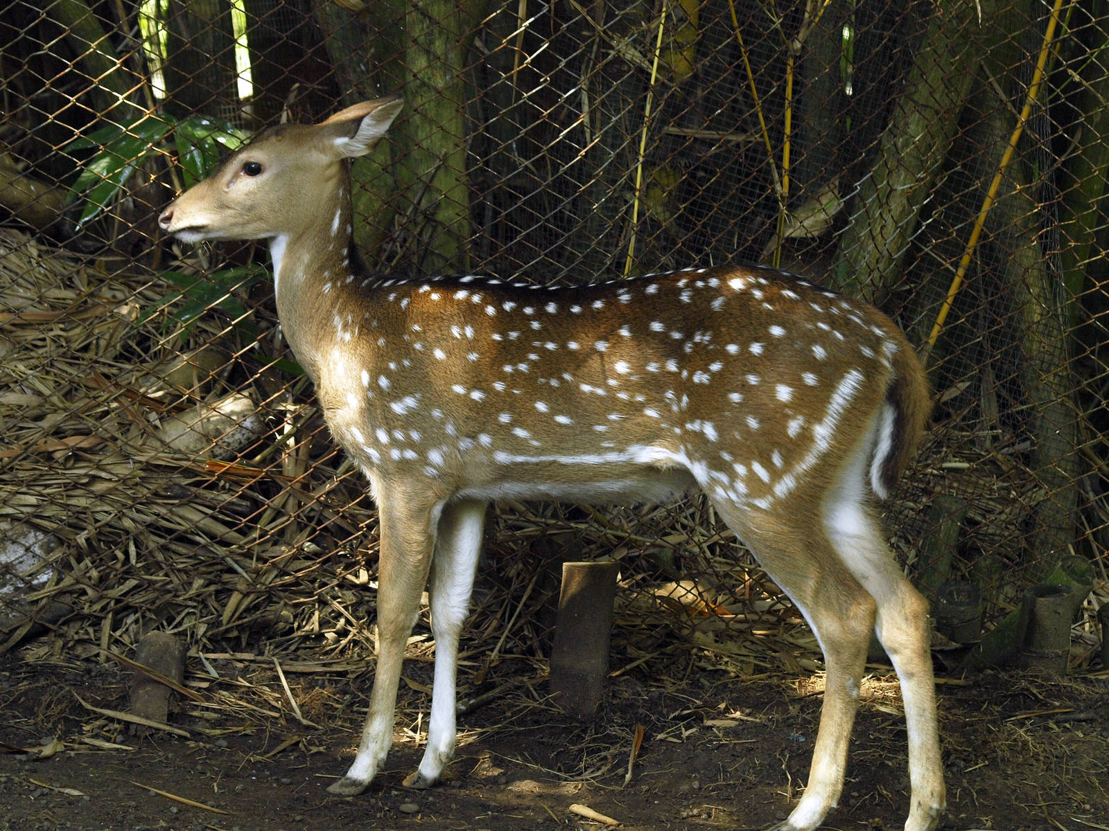 Identification please?