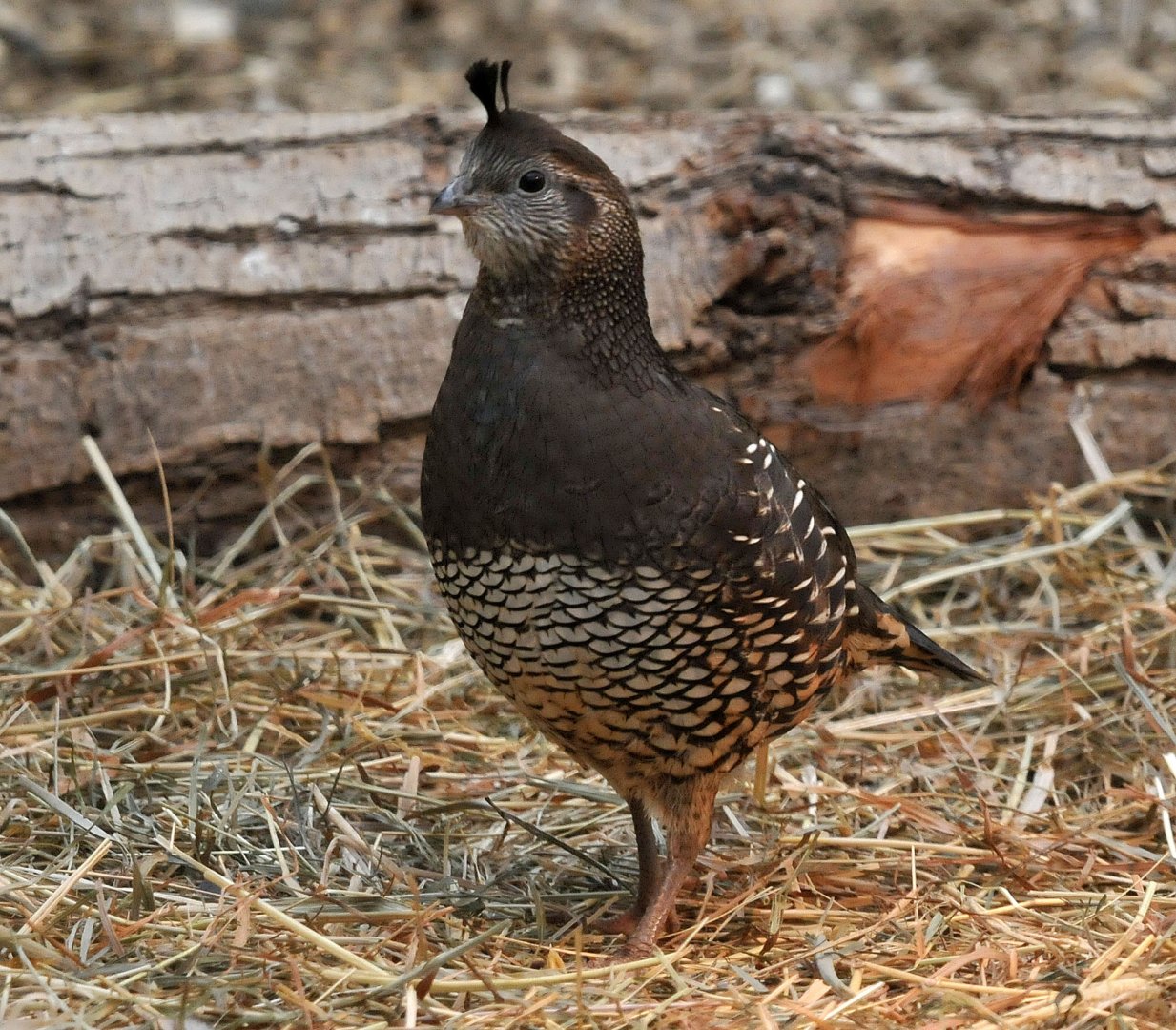 Identification please