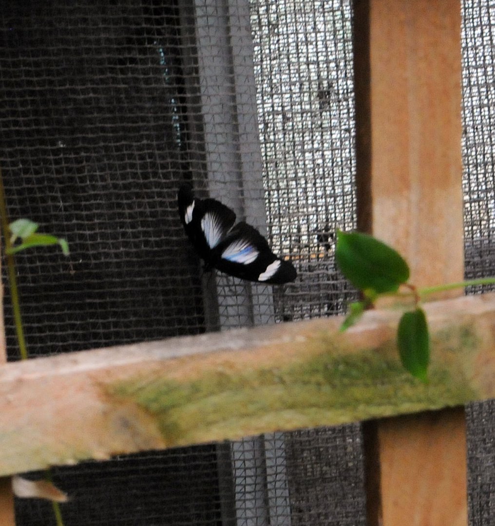 Identification Required Please?