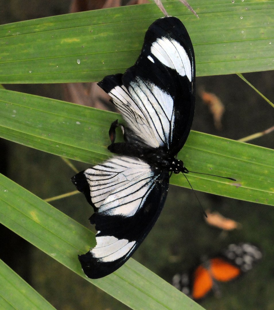 Identification Required Please?