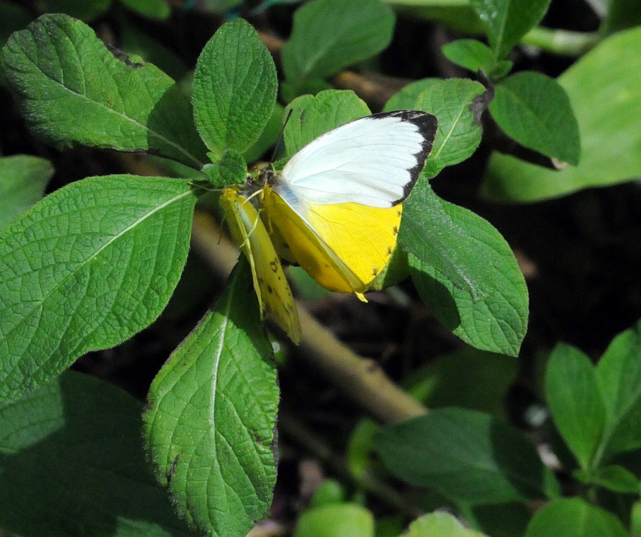 Identification Required Please?