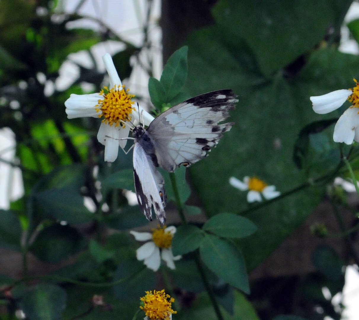 Identification Required Please?