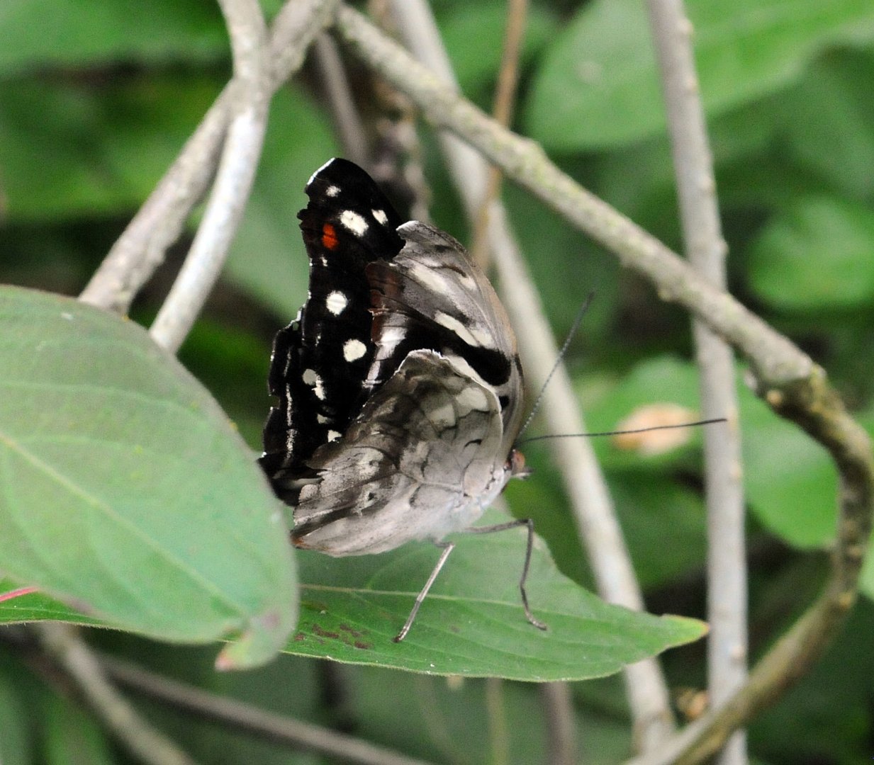 Identification Required Please?