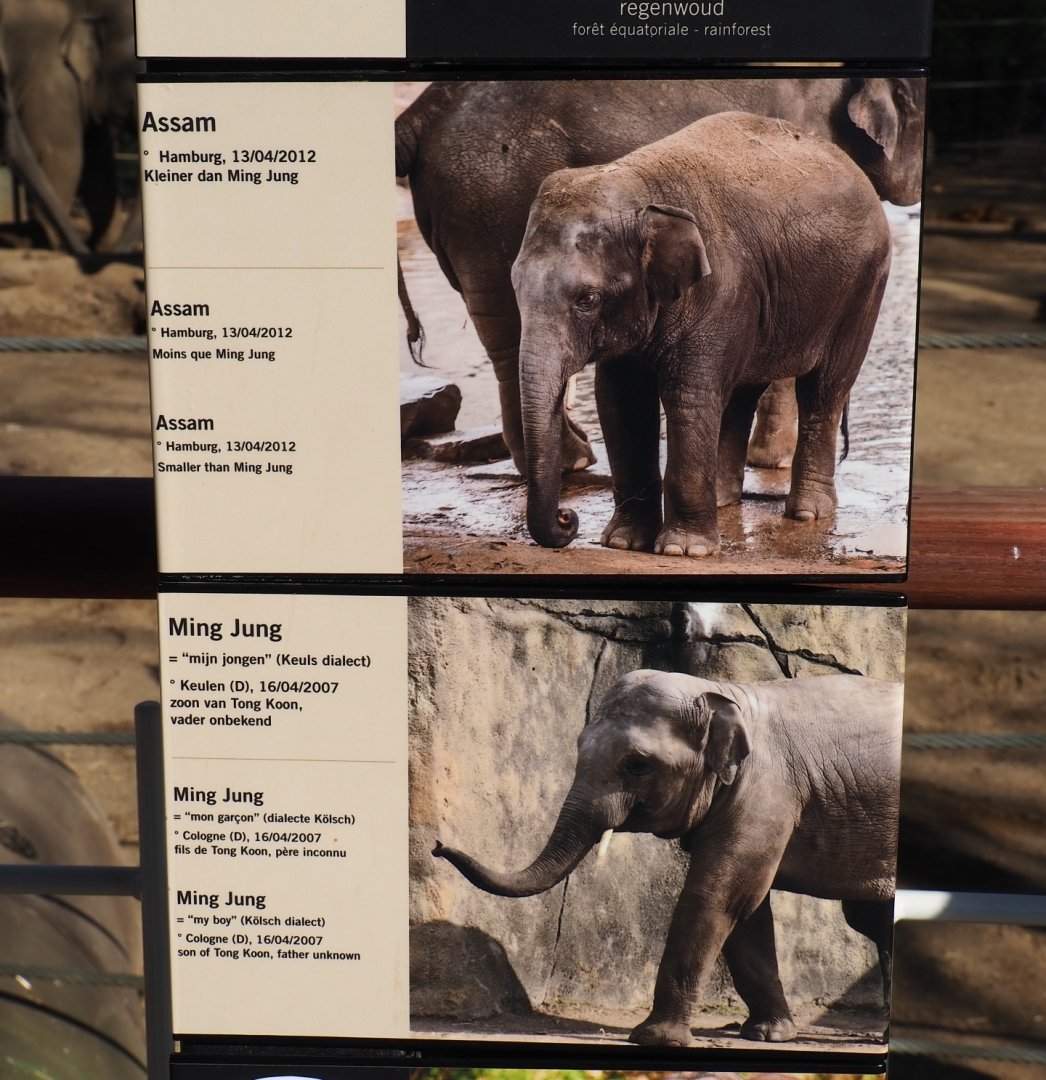 Identification signs Asian elephants Assam and Ming Jung (Feb 27th, 2019)