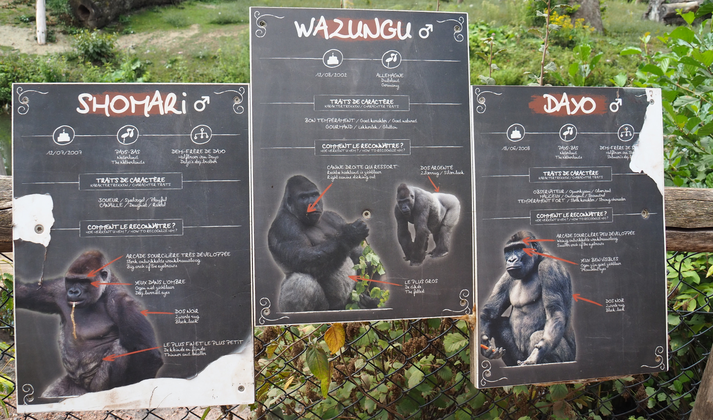 Identification signs Western lowland gorillas, 2020-09-02