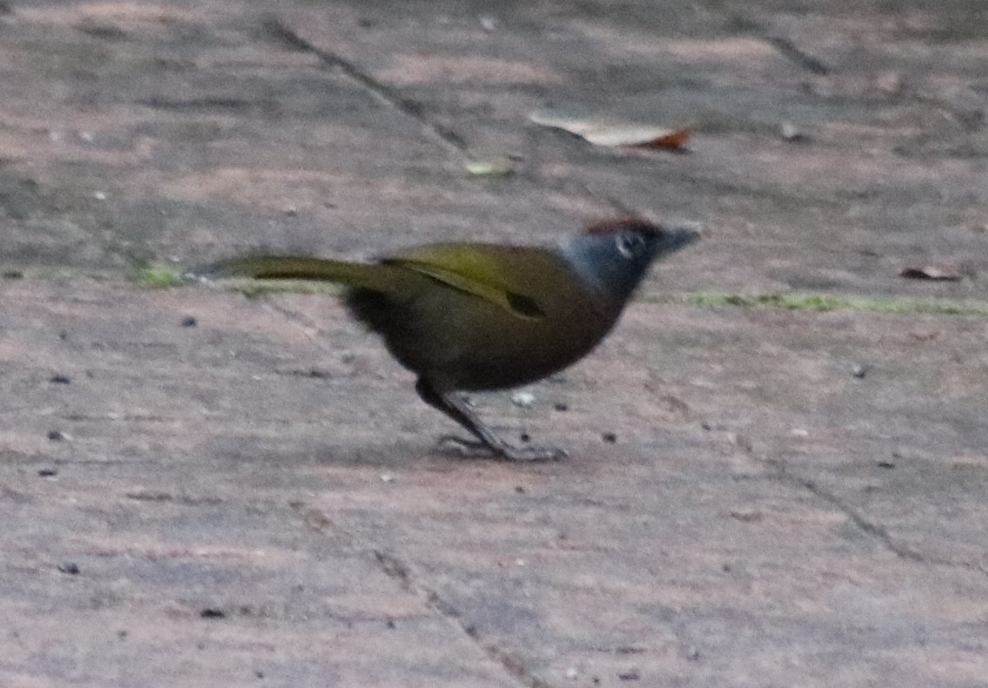 Identified: Malayan Laughingthrush