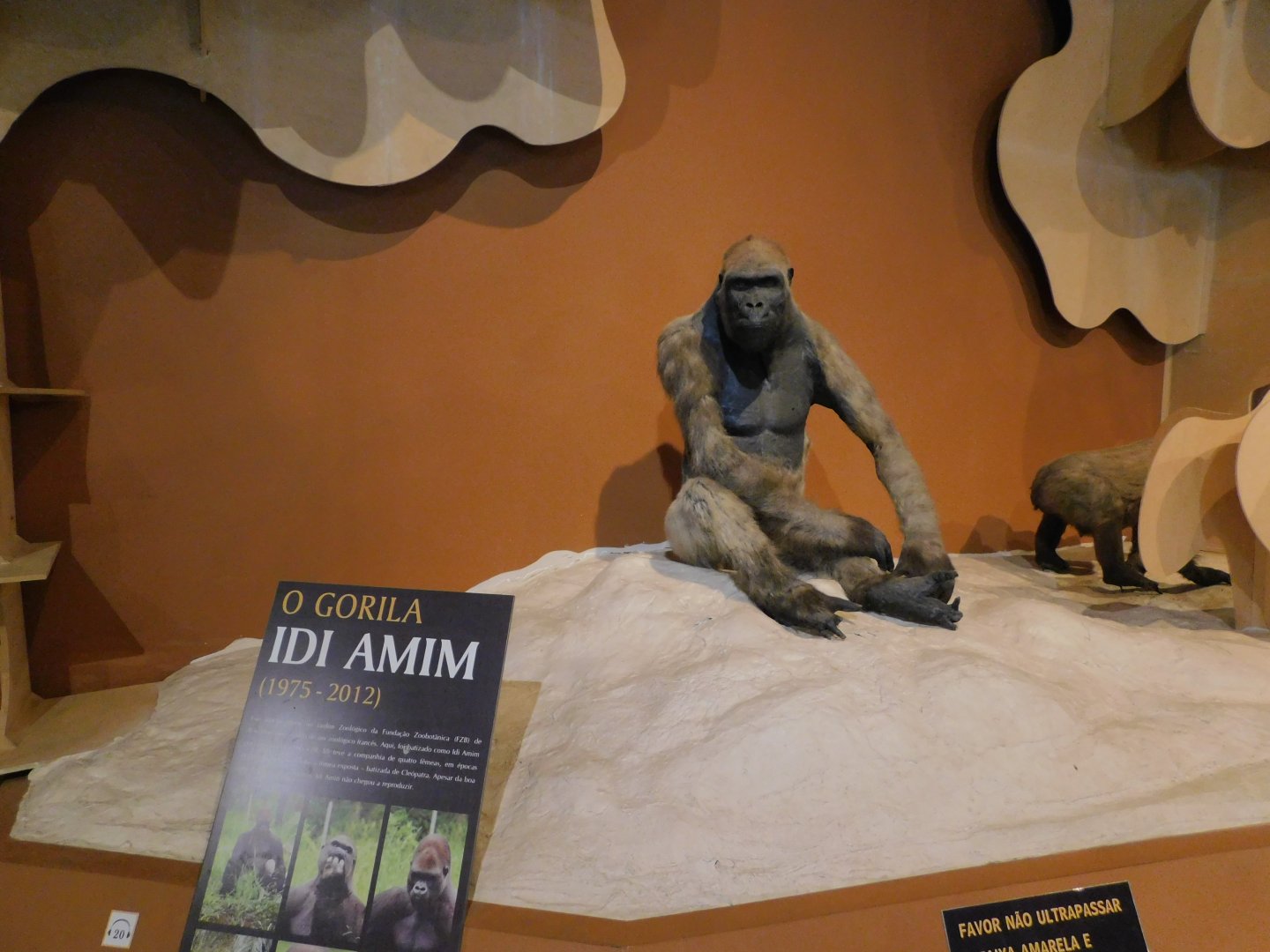 Idi, the gorilla taxidermy - Museum of PUC Minas - Brazil