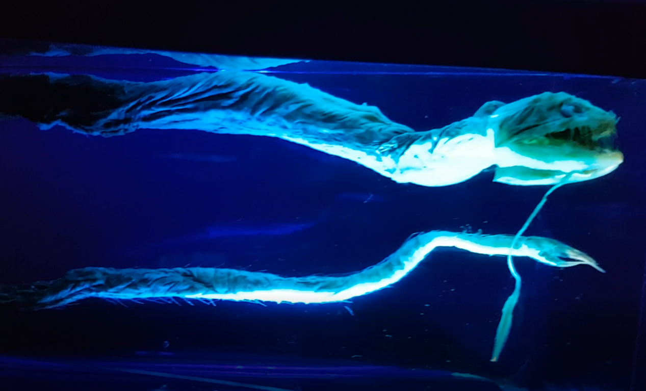 Idiacanthus atlanticus