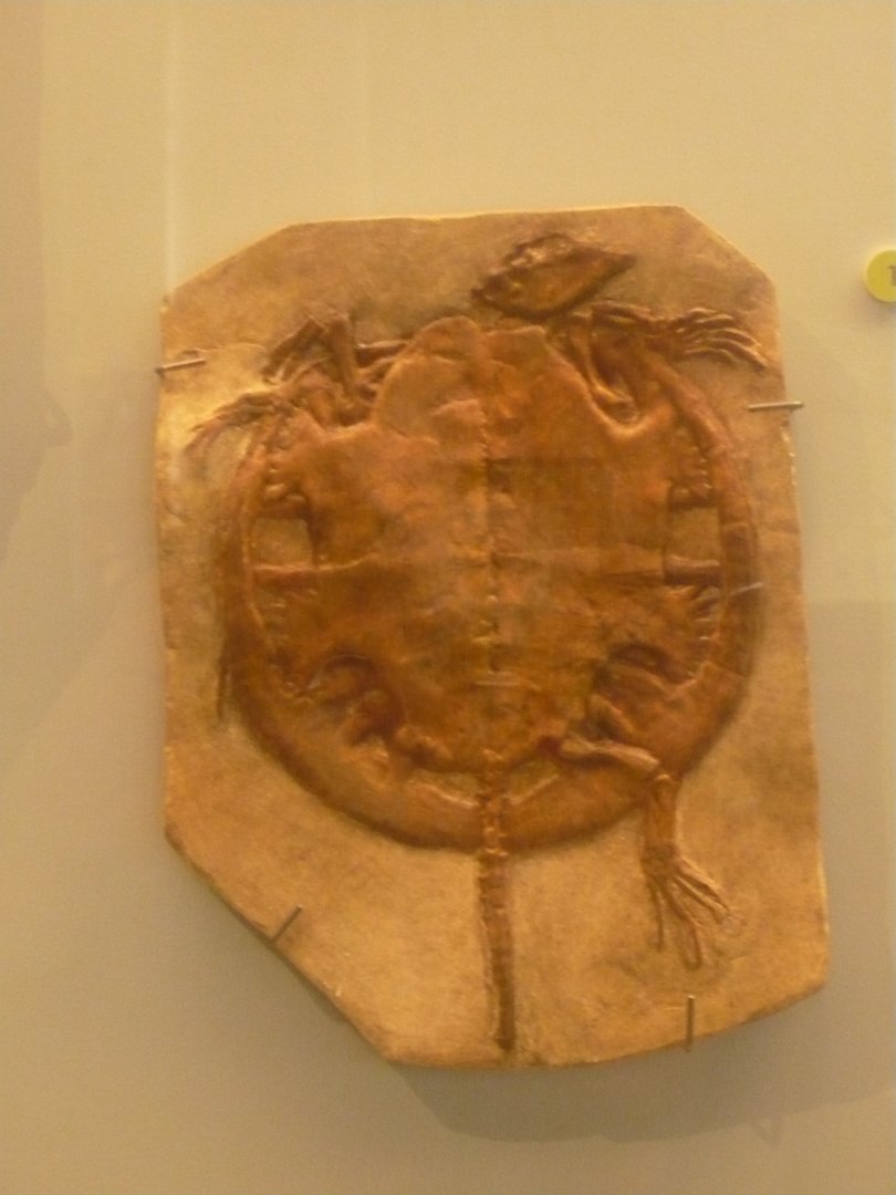 Idiochelys fitzingeri