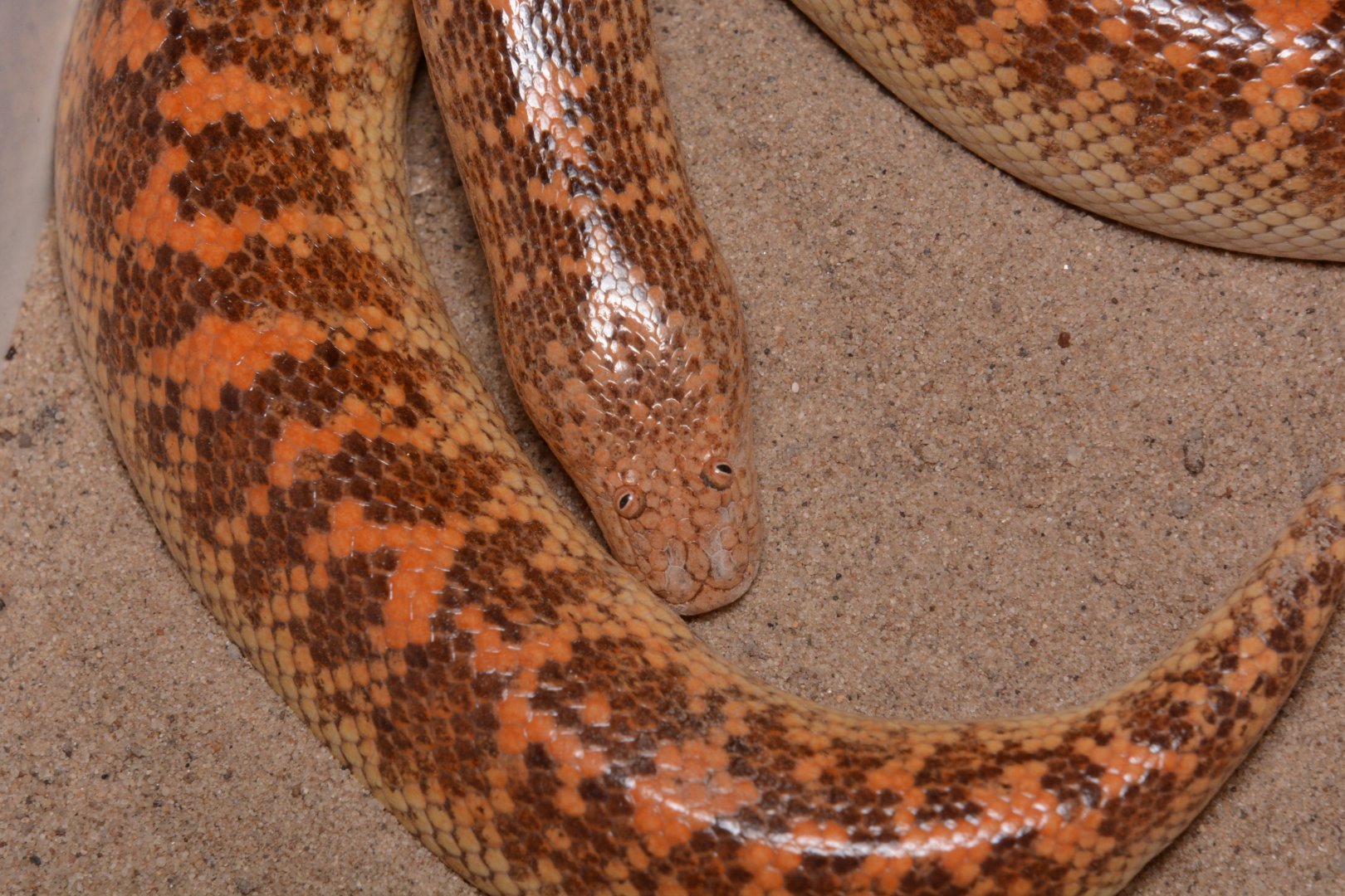 Idiot snake - Arabian sand boa (Eryx jayakari)