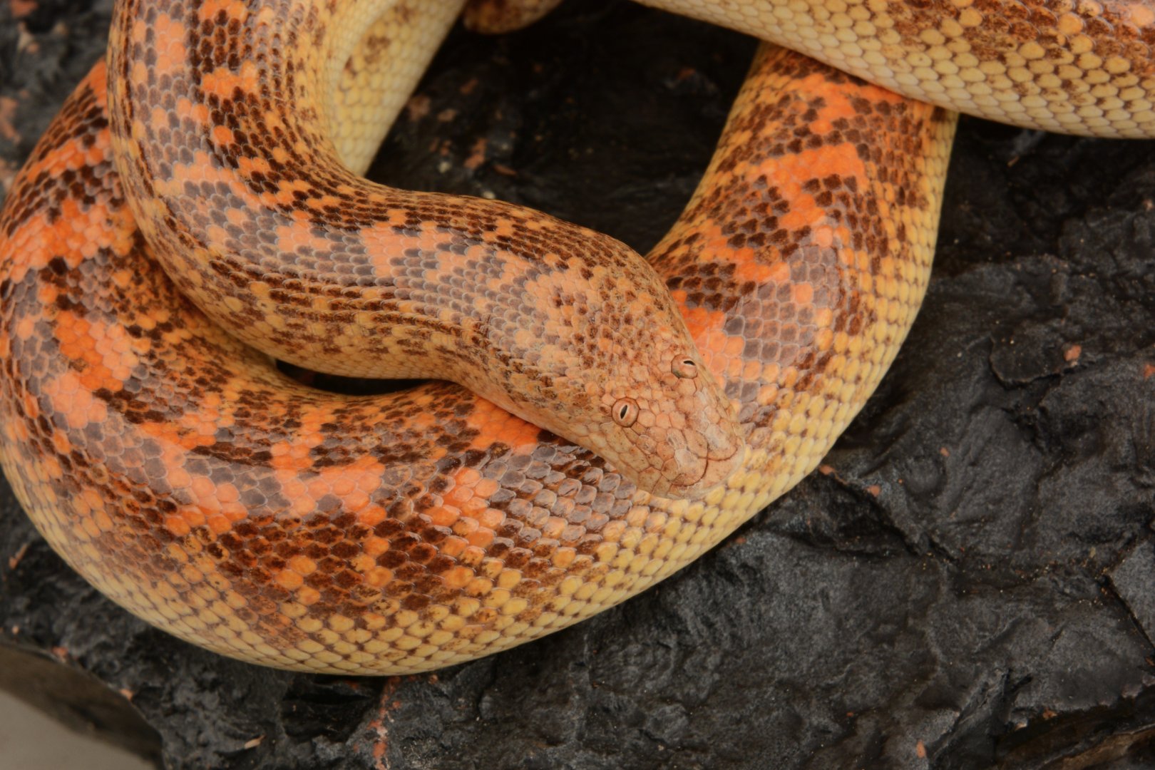 Idiot snake - Arabian sand boa (Eryx jayakari)