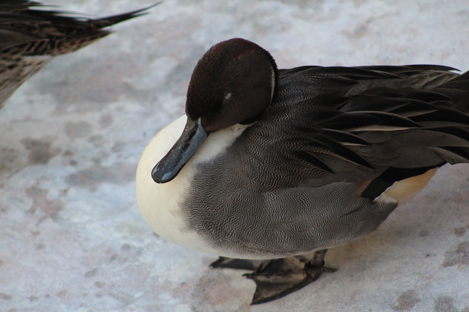 Idk duck? - Wild Texas!