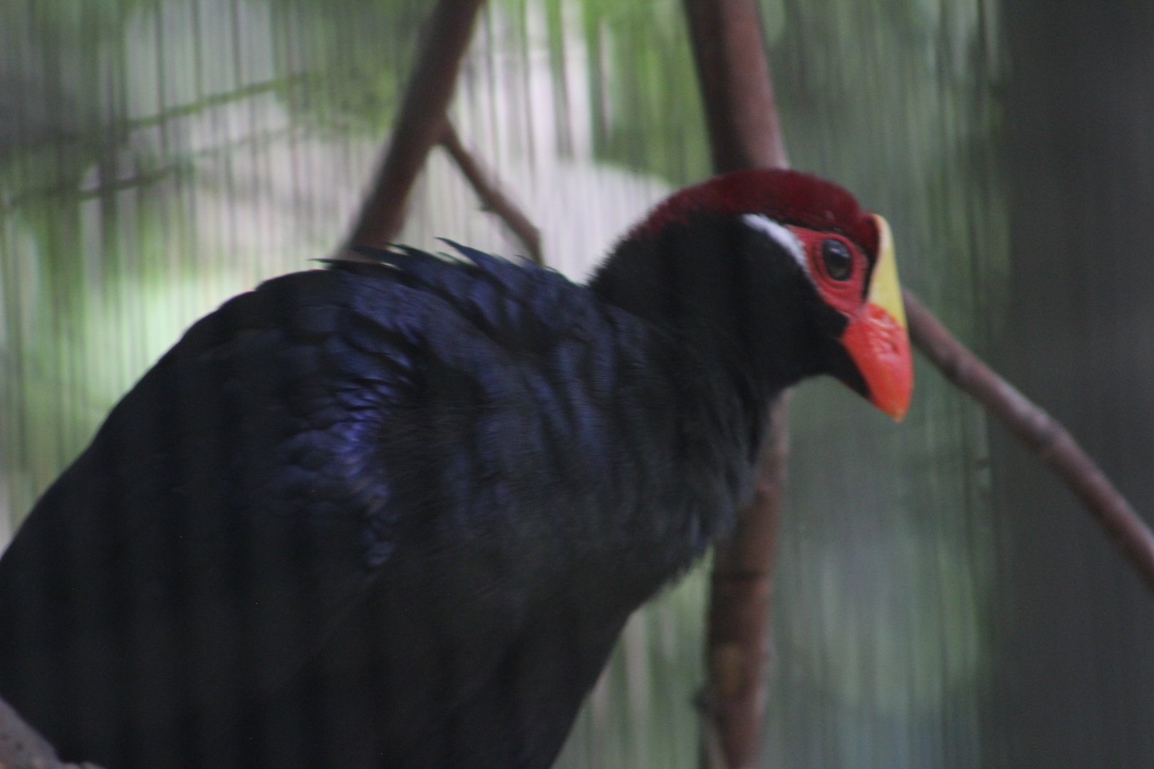 Idk species - Bird avairy