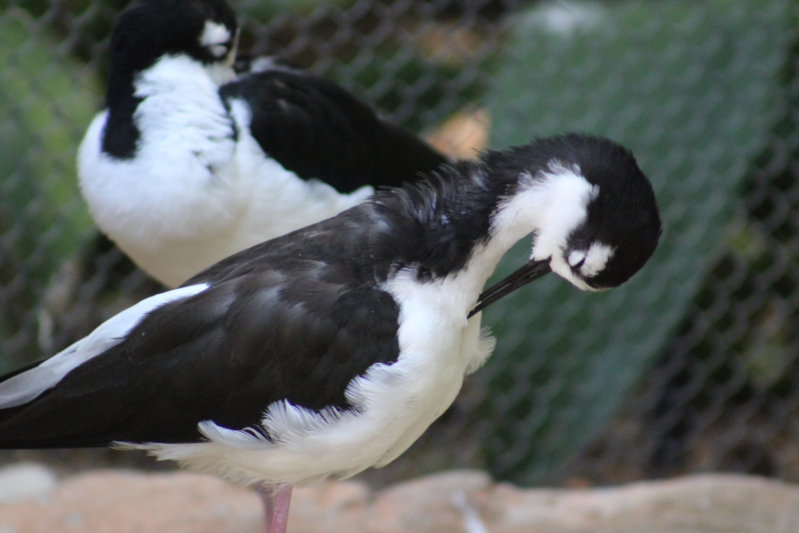 Idk species - Wild Texas!