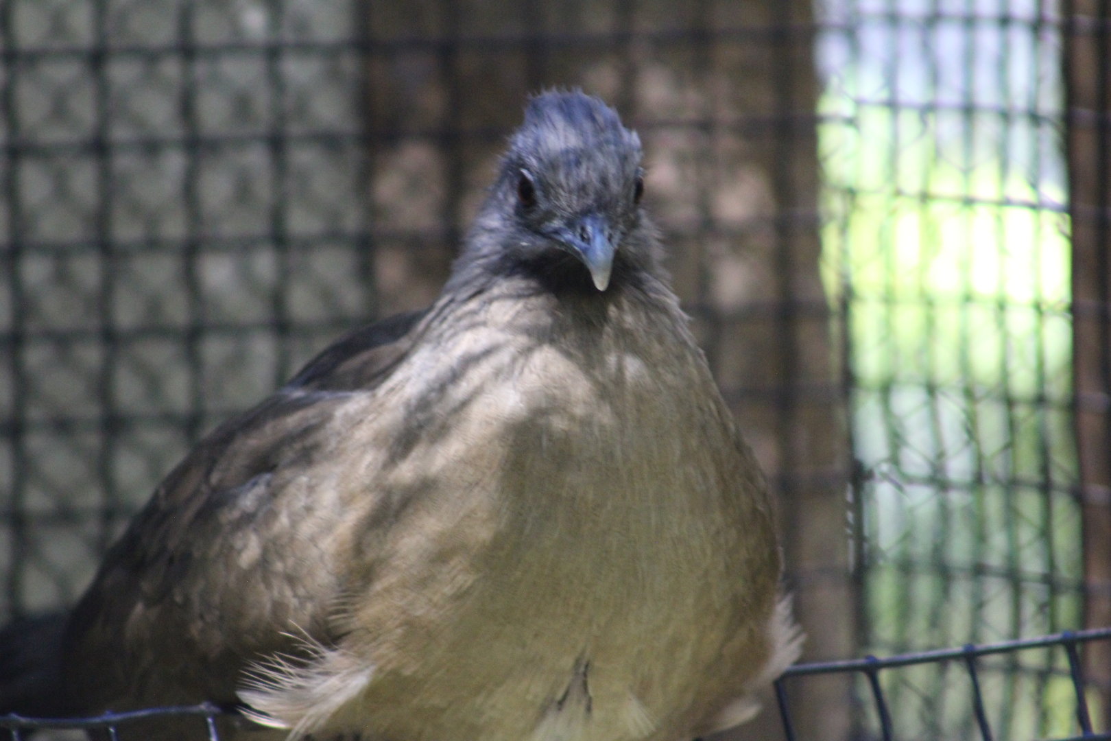 Idk species - Wild Texas!