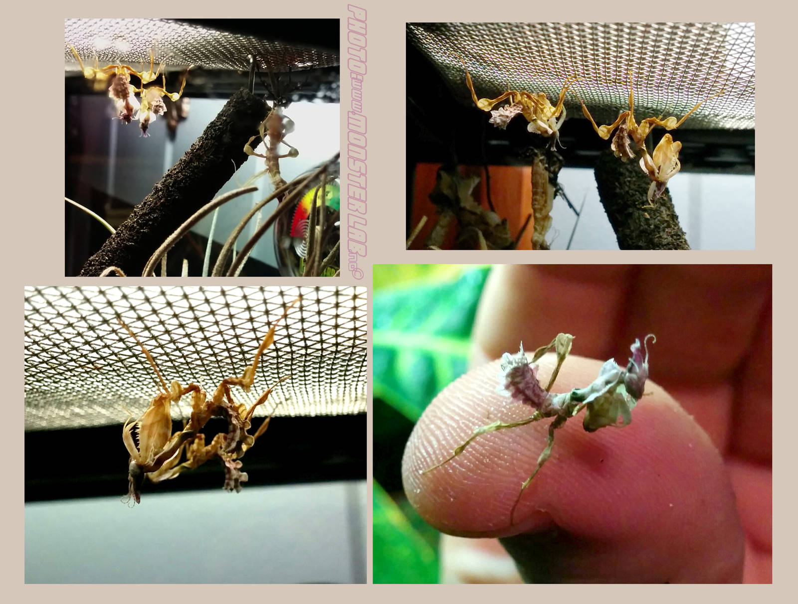 Idolomantis Diabolica