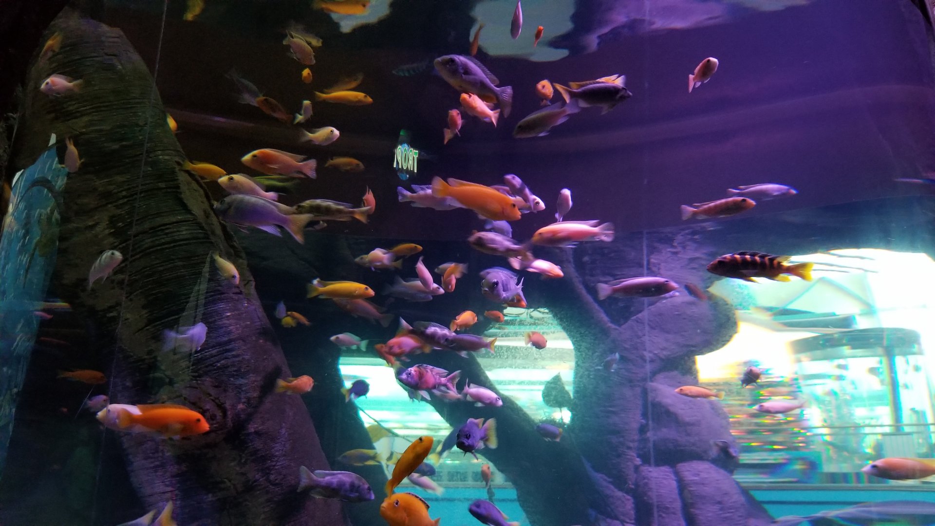 IDs? Aq of the Smokies - Cichlid tree tank - signed giraffe cichlid, zebra mbuna