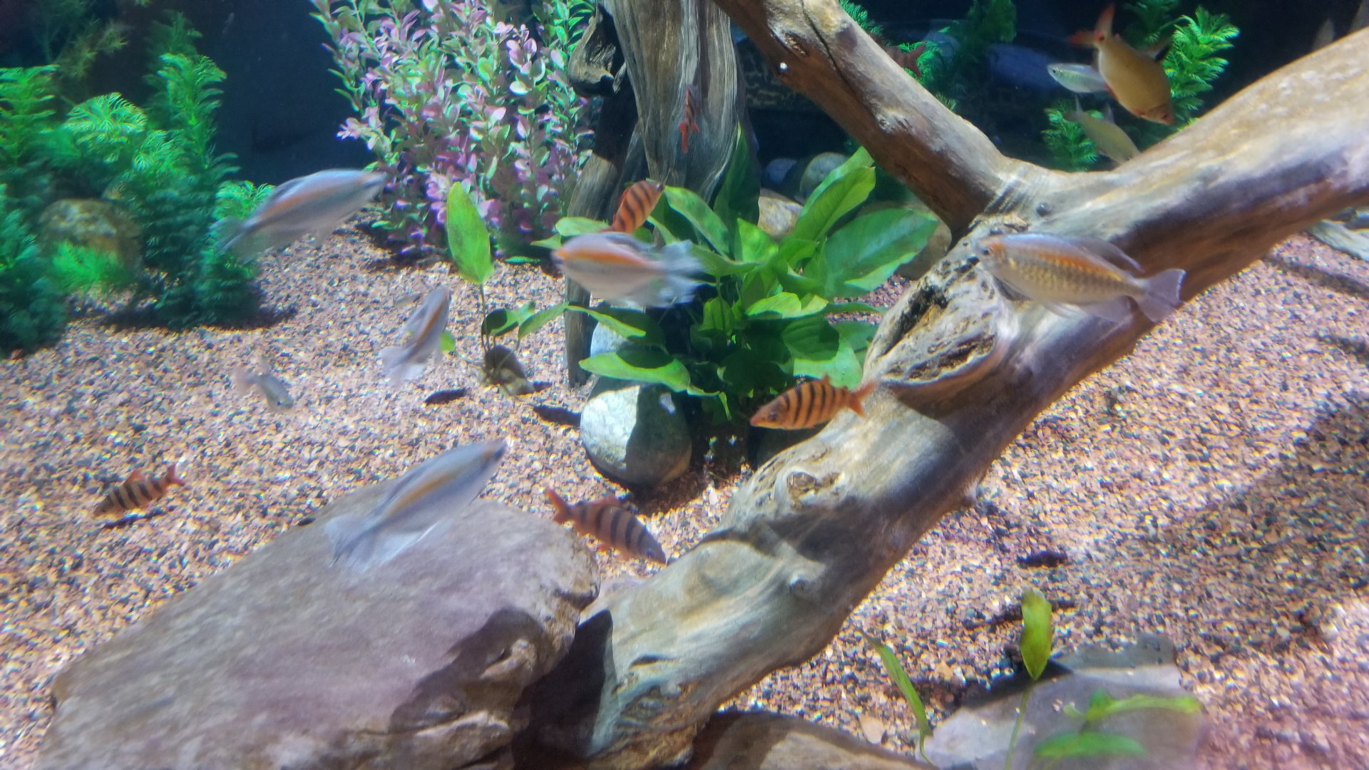 IDs? Aq of the Smokies - Curious Creatures - Lungfish tank