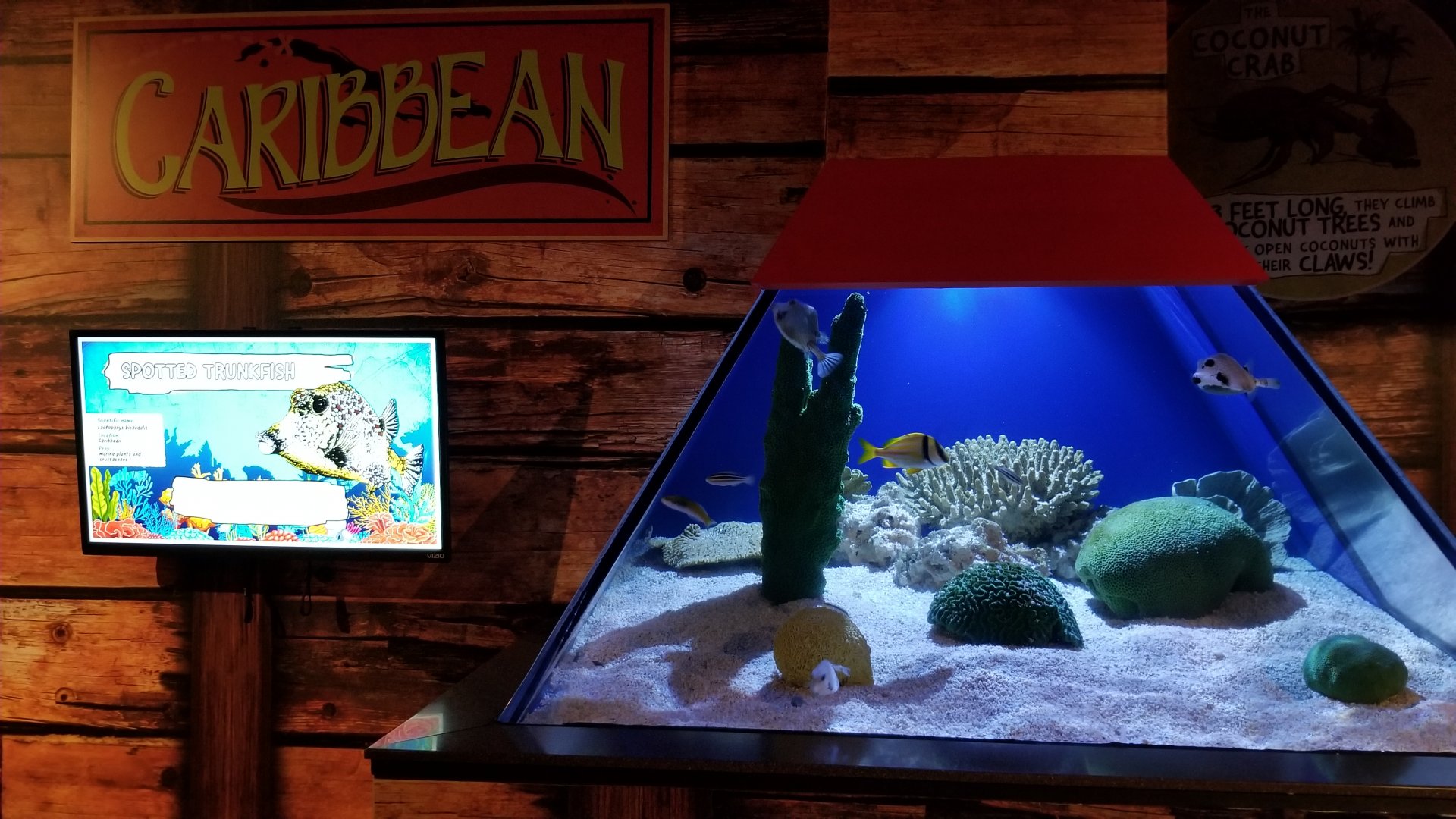 IDs? Aq of the Smokies - Curious Creatures - Spotted Trunkfish tank