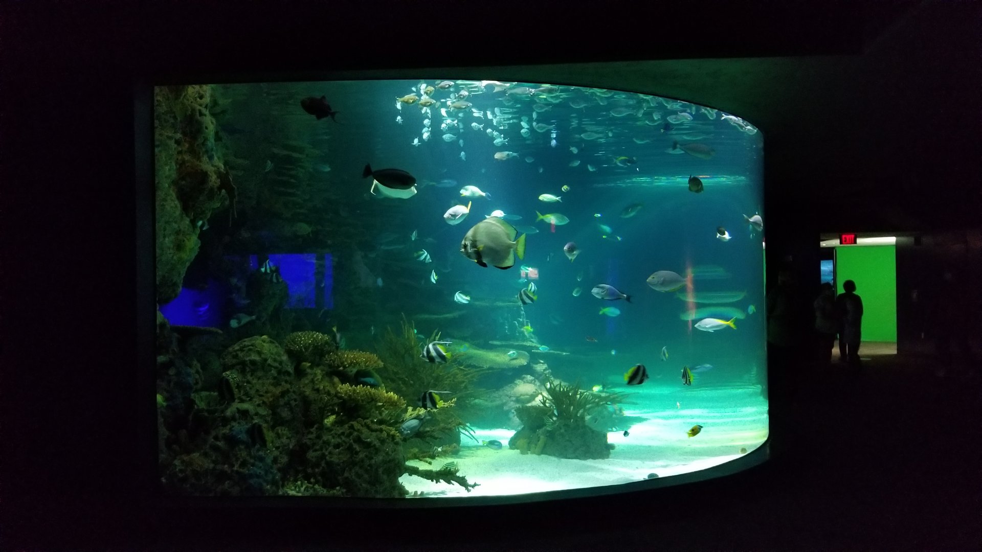 IDs? Aq of the Smokies - Large salt fish tank