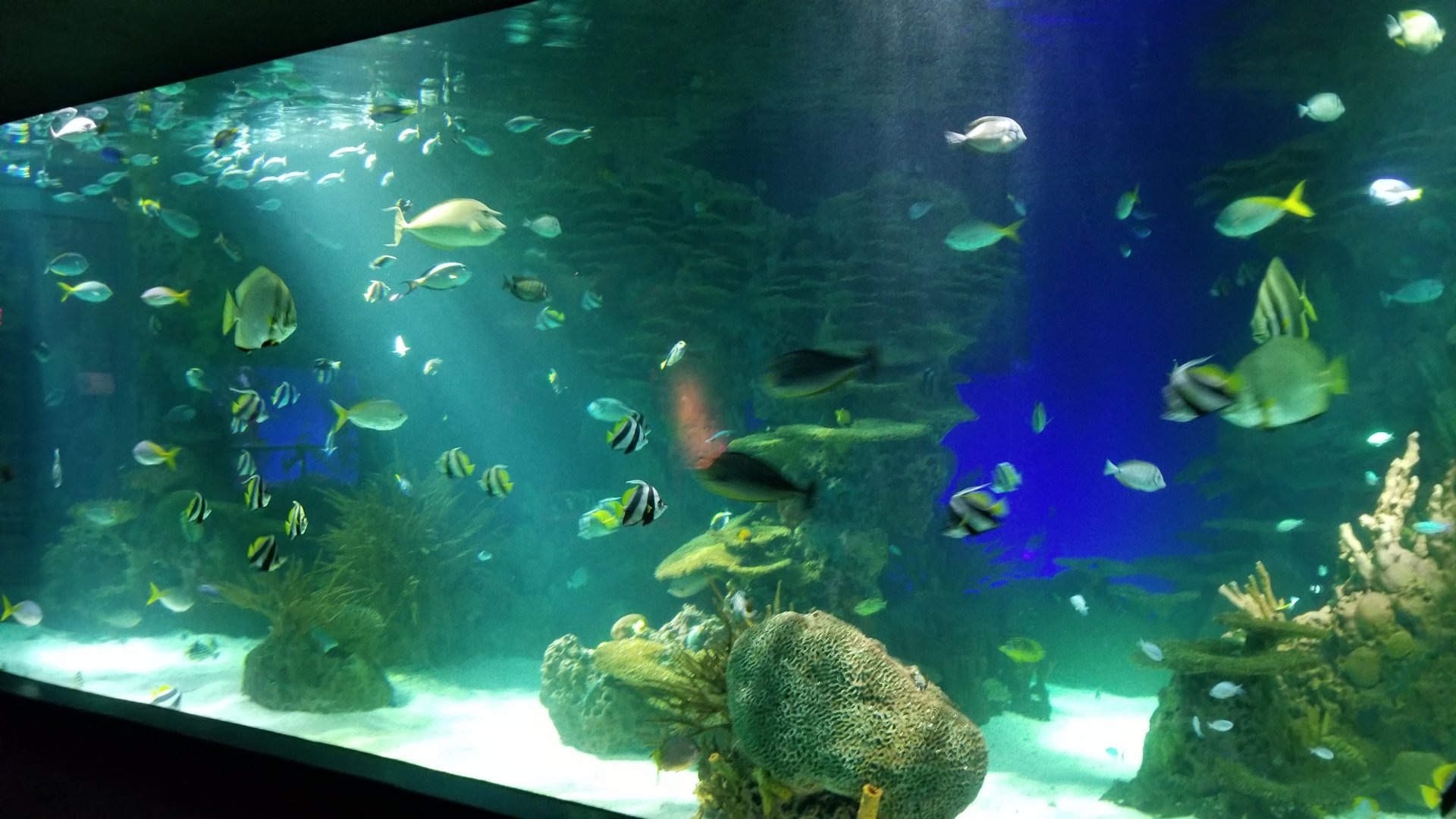 IDs? Aq of the Smokies - Large salt fish tank