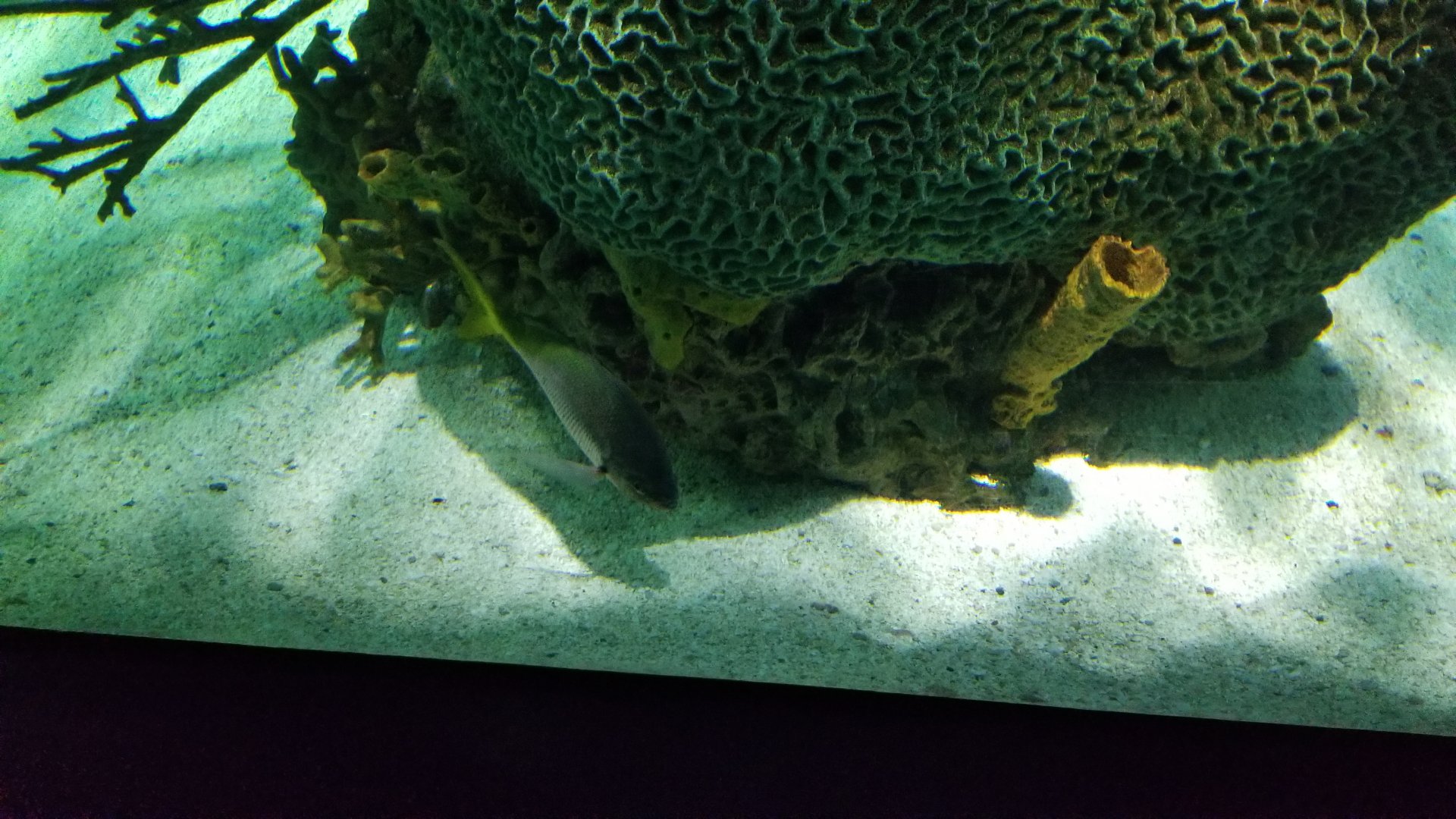 IDs? Aq of the Smokies - Large salt fish tank