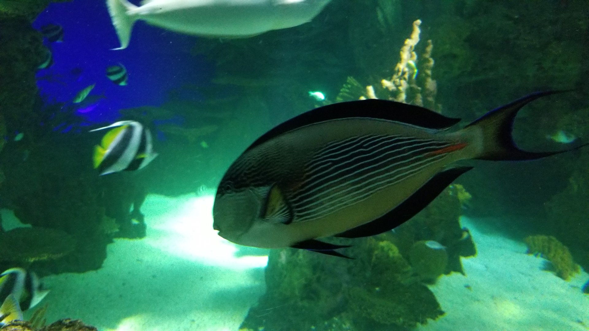 IDs? Aq of the Smokies - Large salt fish tank