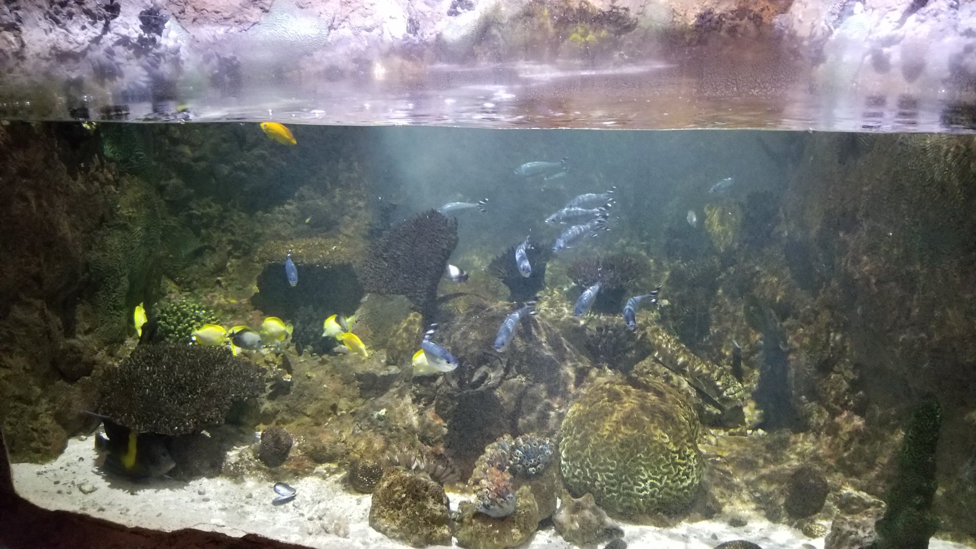 IDs? Columbus Zoo - Aquarium