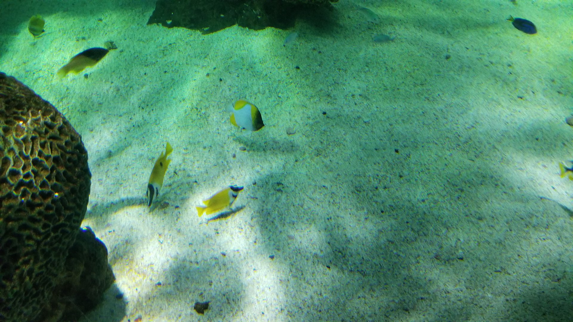 IDs, other than foxface? Aq of the Smokies - Large salt fish tank