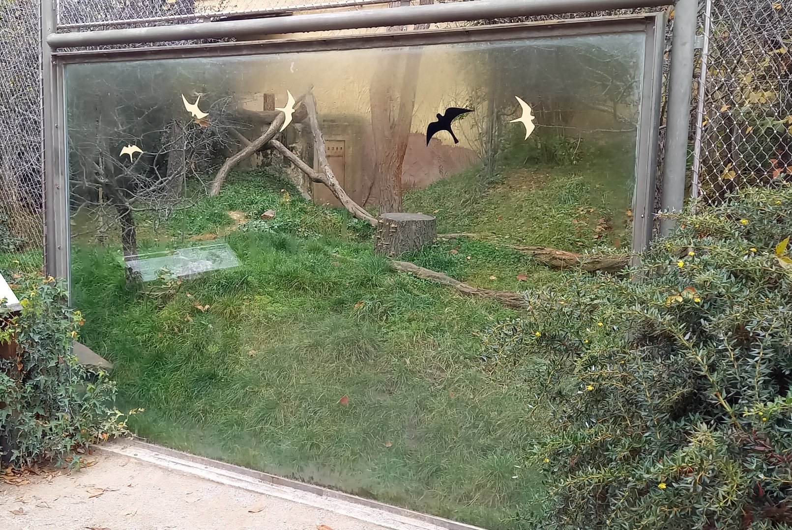 If I remember right, the Amur leopard cat outdoor-enclosure