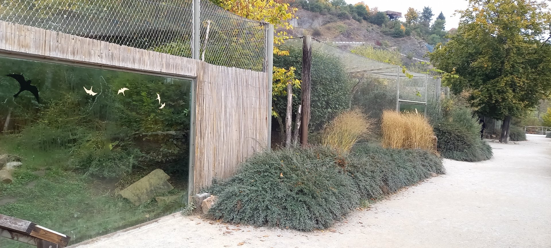 If I remember right, the Javan leopard outdoor-enclosure