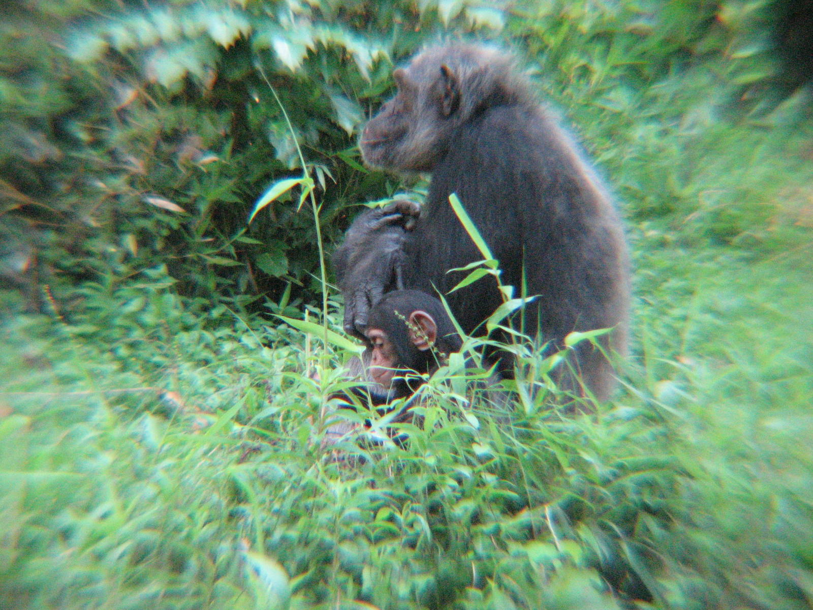 If you look close, you can see the baby