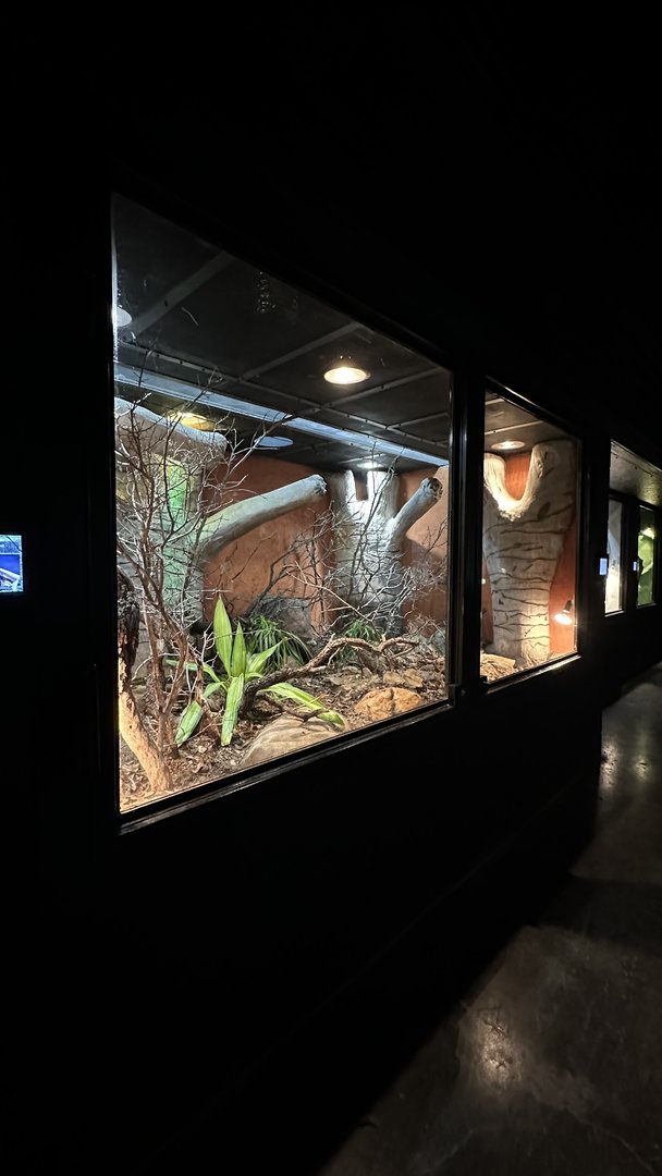 Ifaty Spiny Forest Terrarium