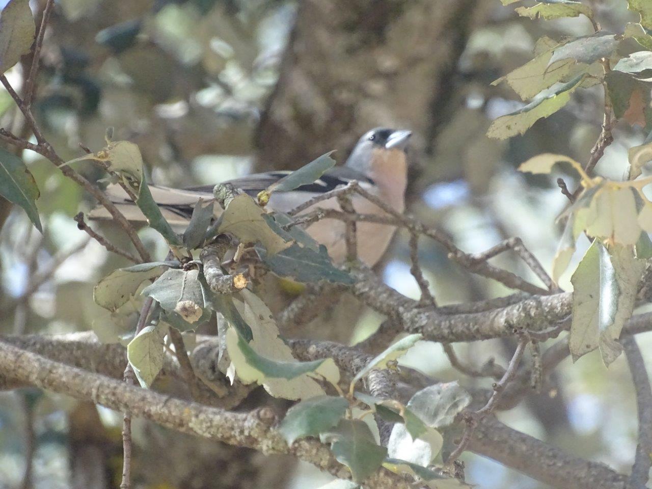 Ifrane - Common chaffinch