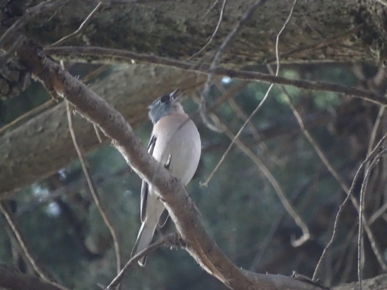 Ifrane - Common chaffinch