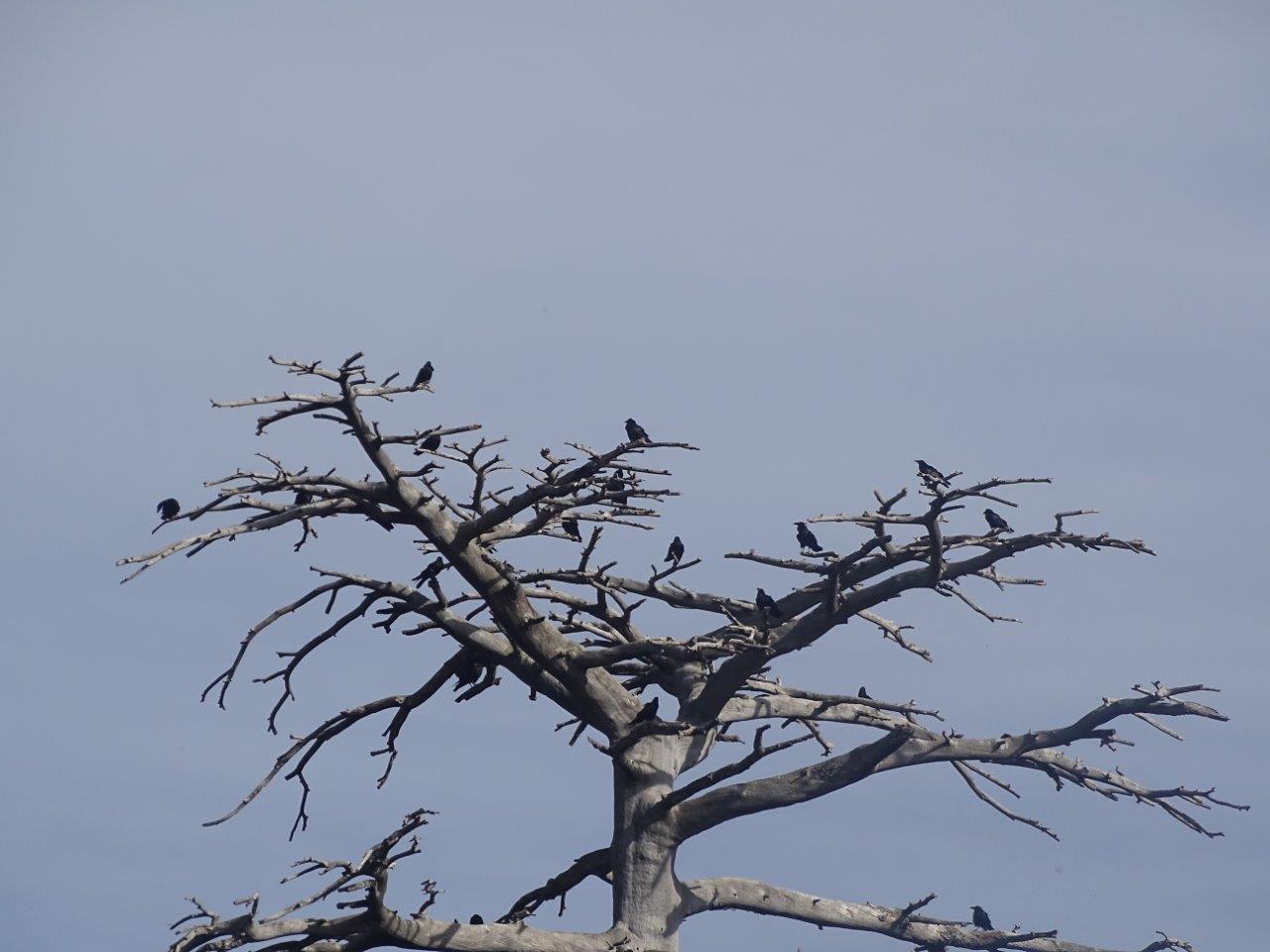 Ifrane - Common Raven