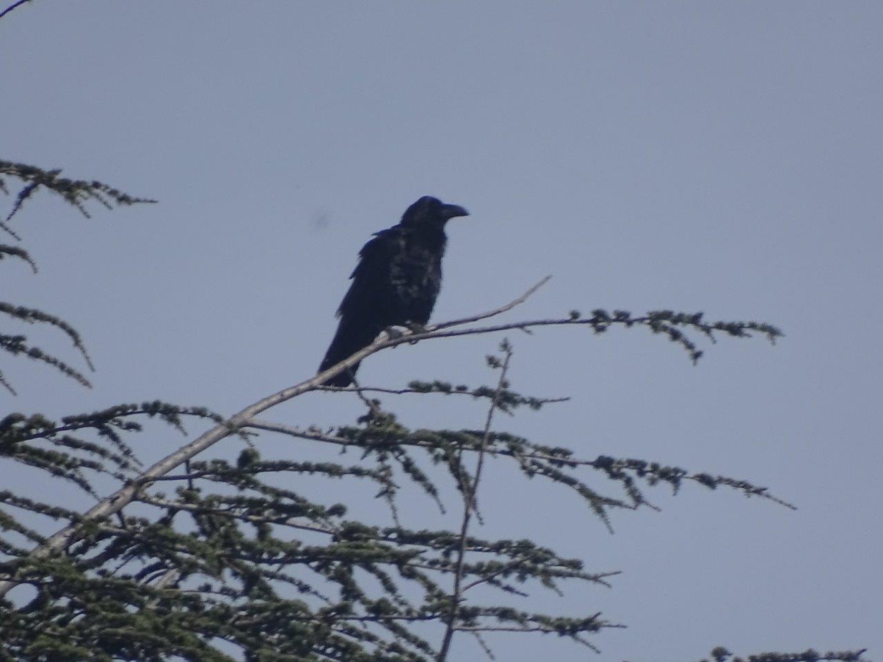 Ifrane - Common raven
