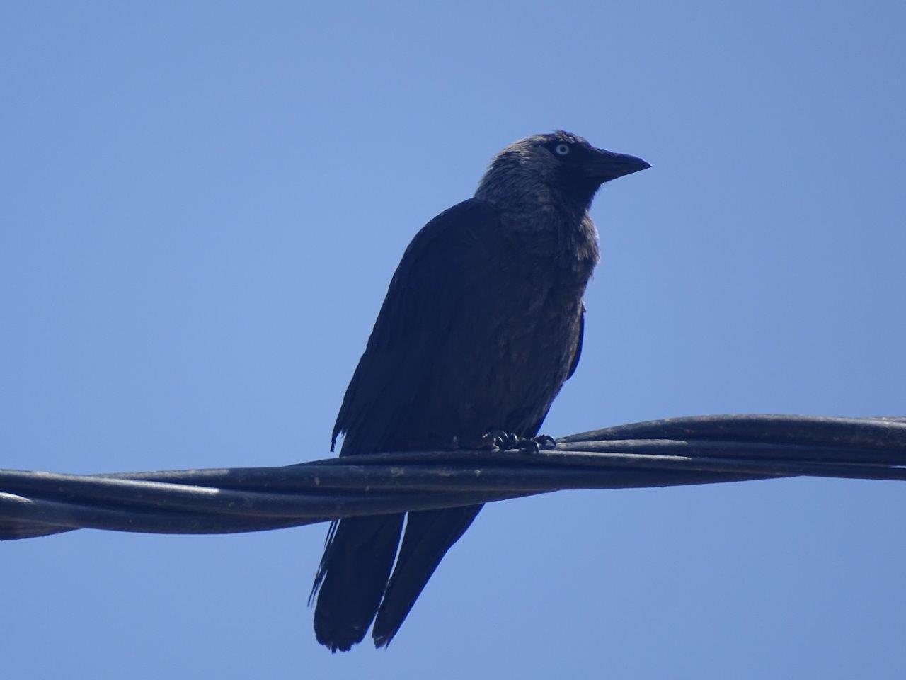 Ifrane - Jackdaw