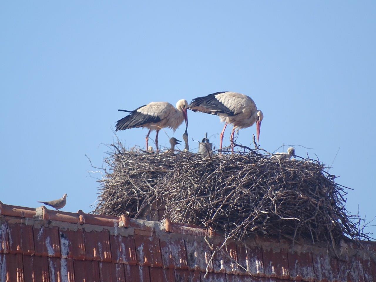 Ifrane - White stork