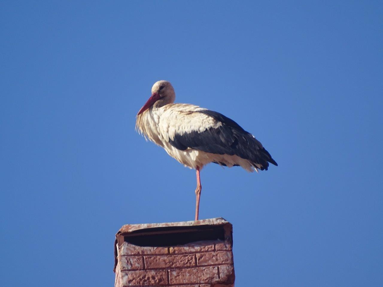 Ifrane - White stork