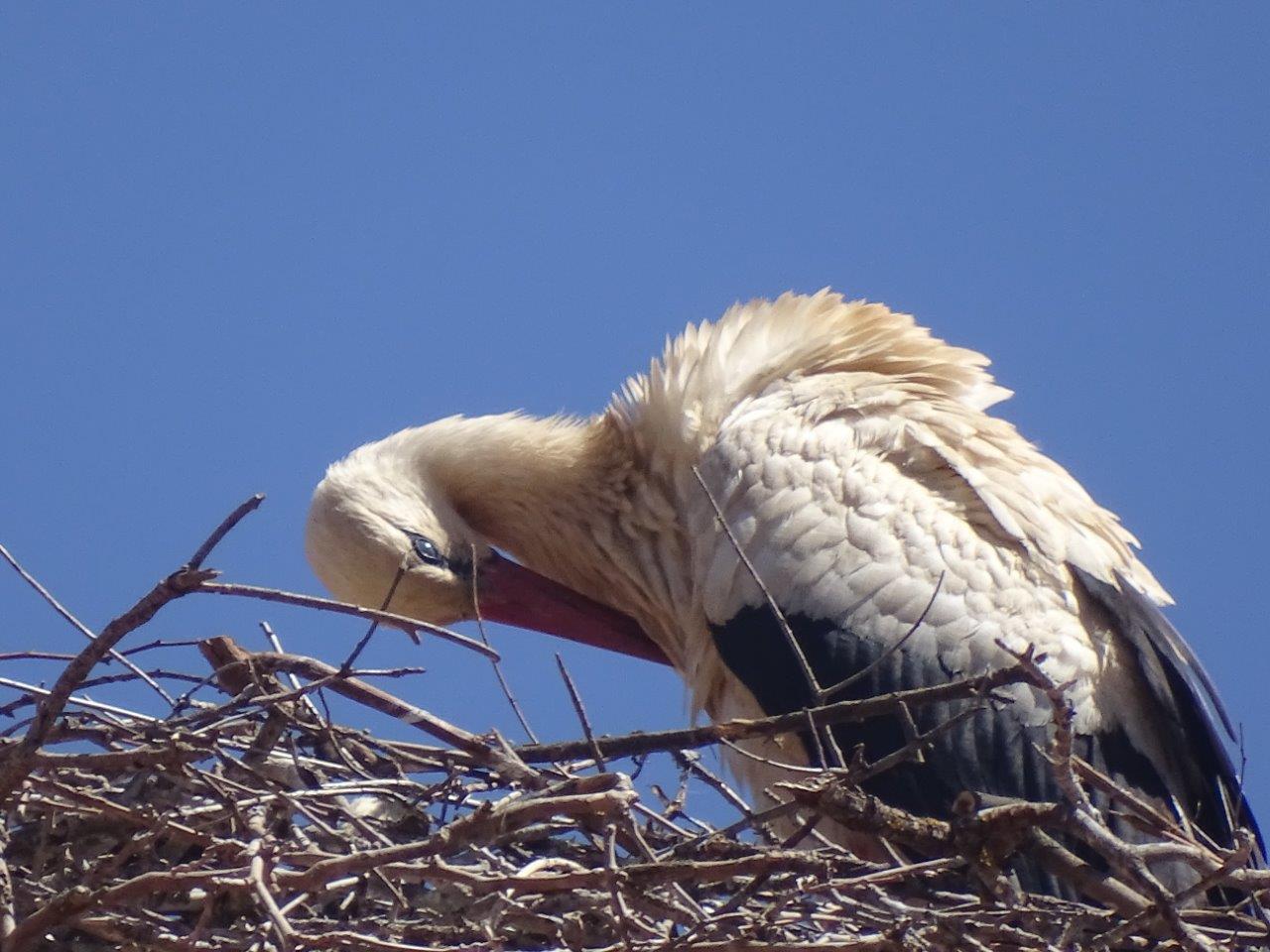 Ifrane - White stork
