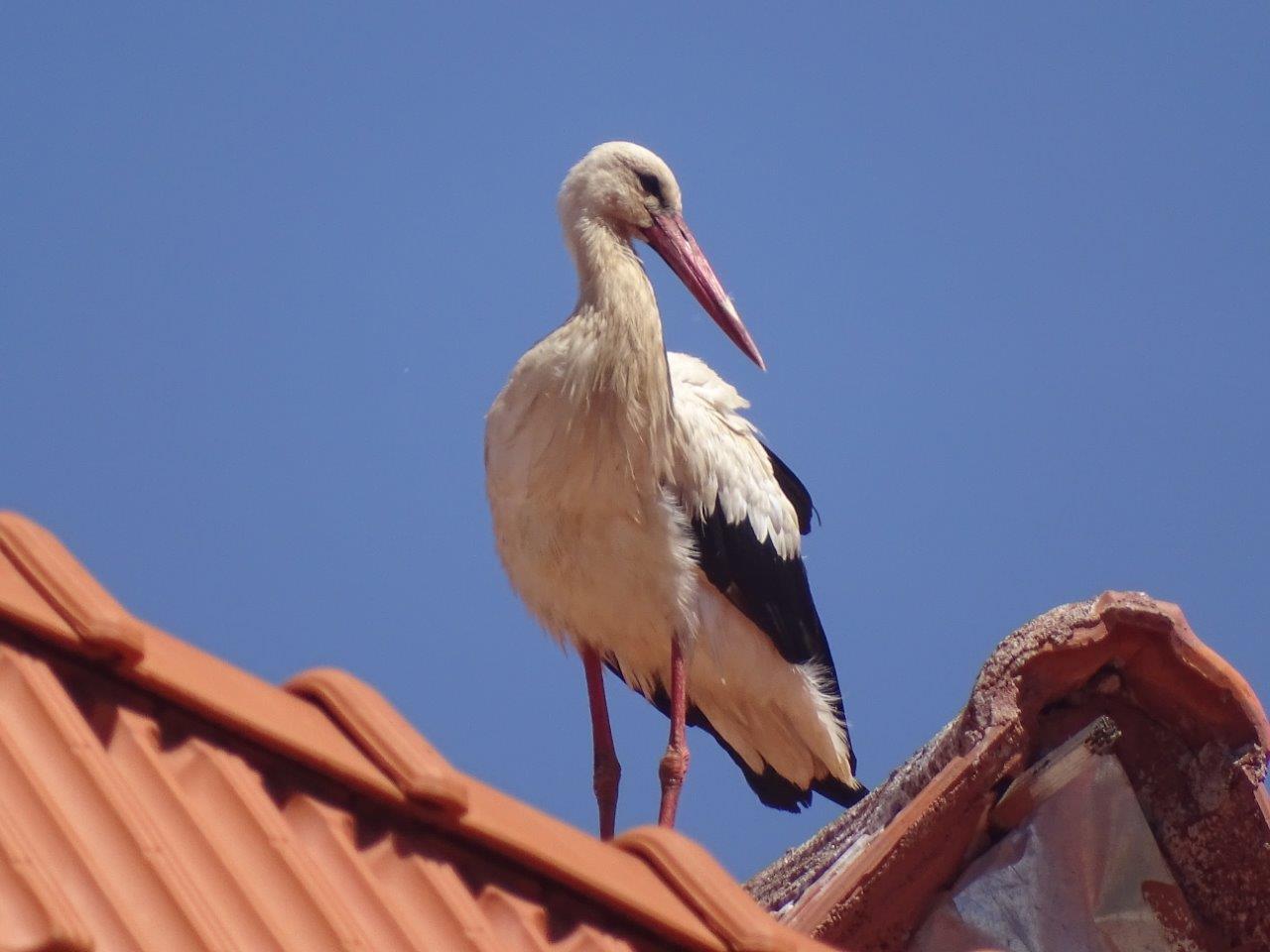 Ifrane - White stork