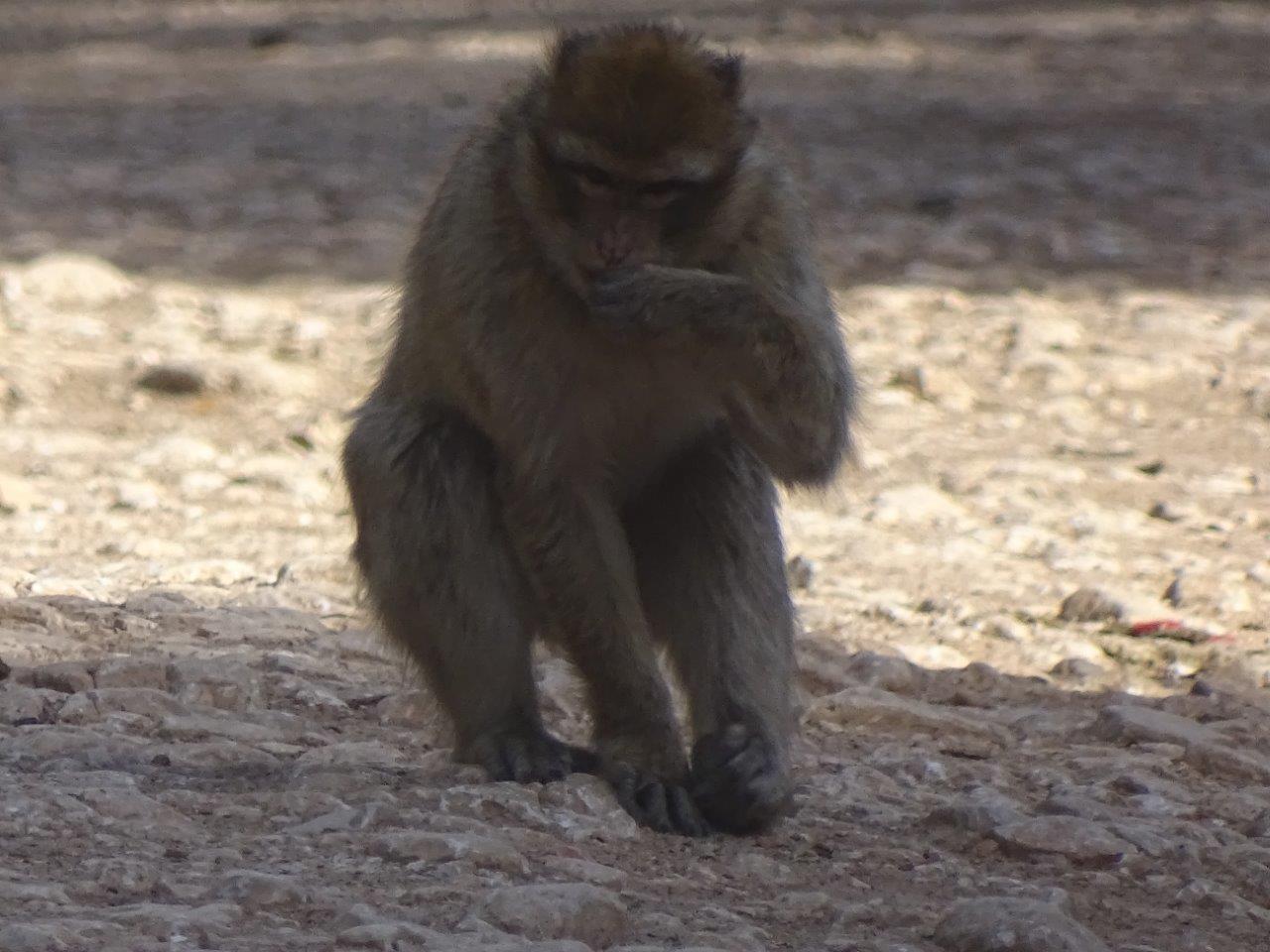 Ifrane - (Wild) Barbary macaque