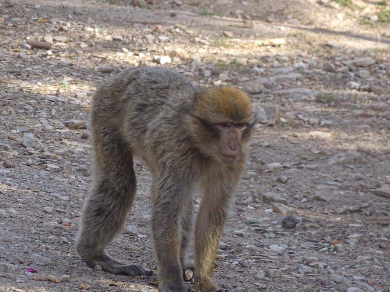 Ifrane - (Wild) Barbary macaque