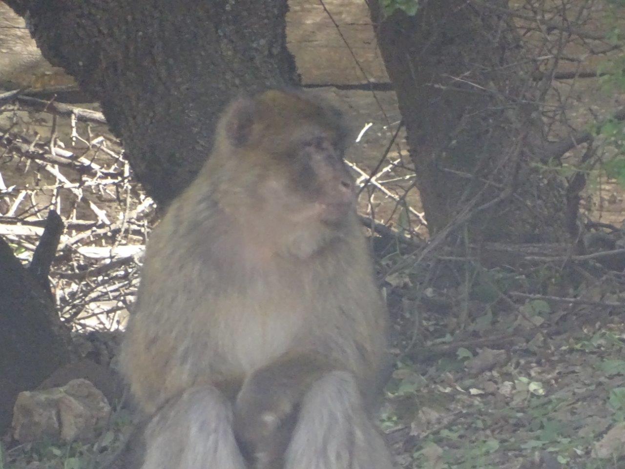 Ifrane - (Wild) Barbary macaque