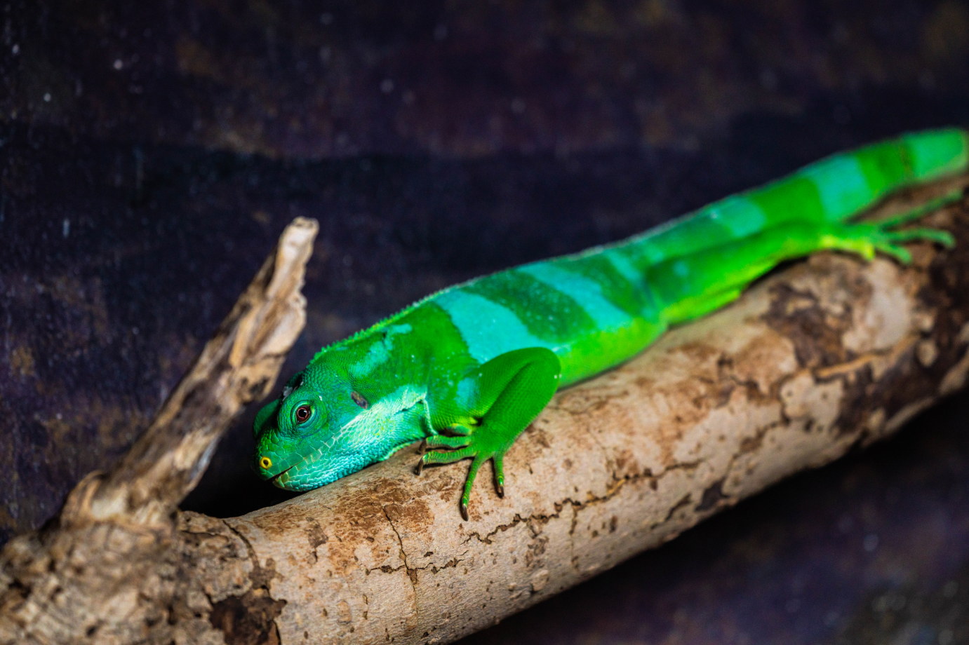 Iggy the male Fiji Banded Iguana
