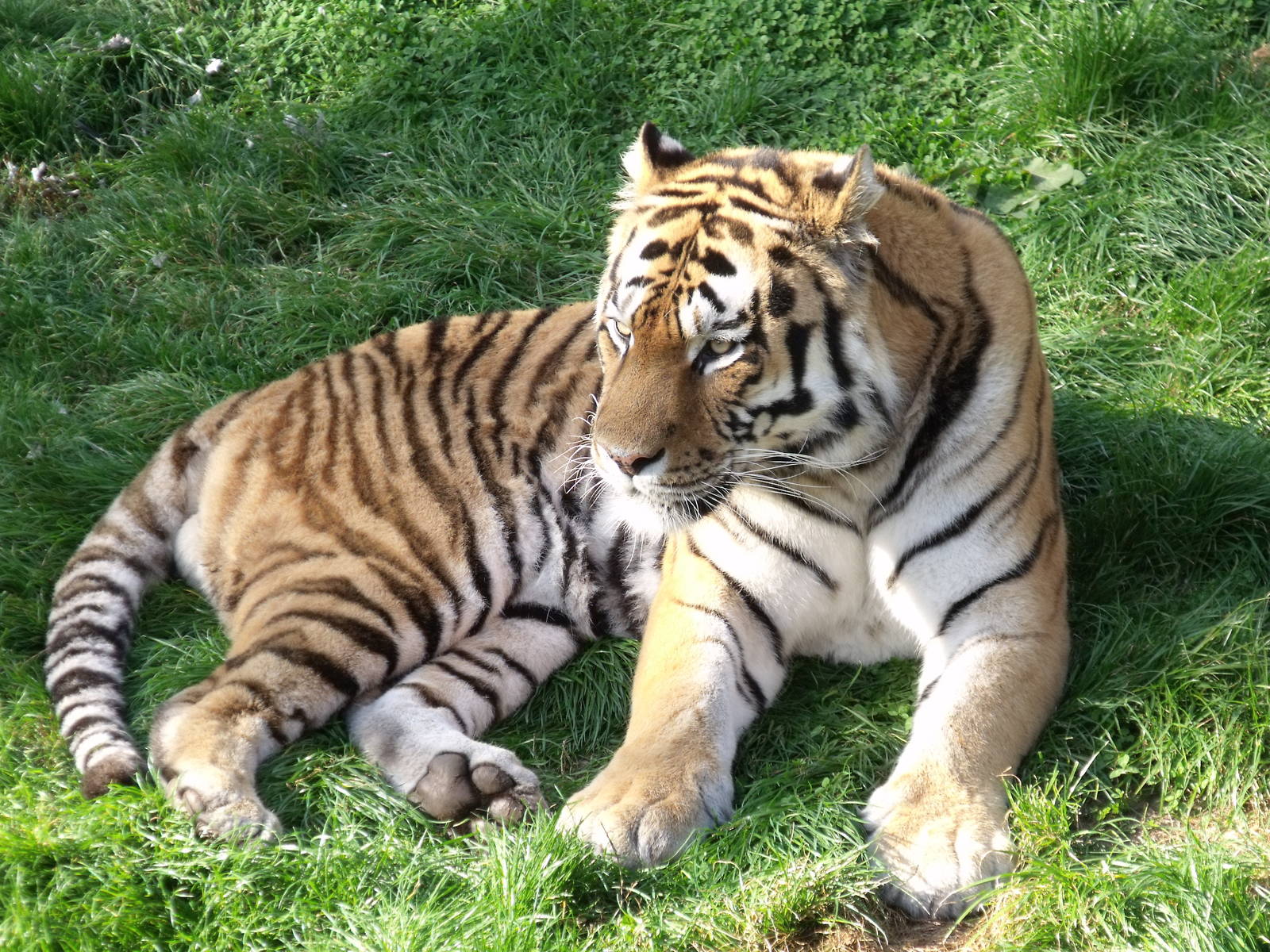 Igor Amur/Siberian Tiger