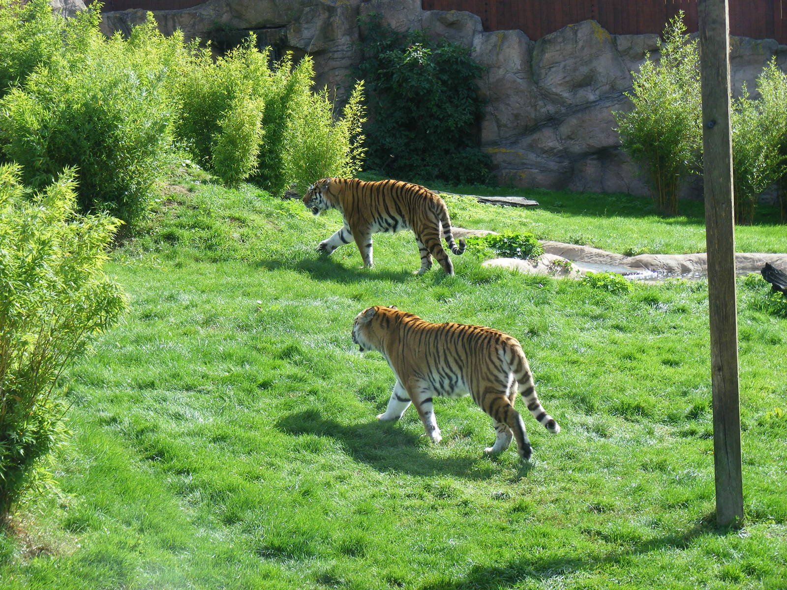 Igor and Anoushka the Amur tigers at Colchester Zoo, 17 September 2010